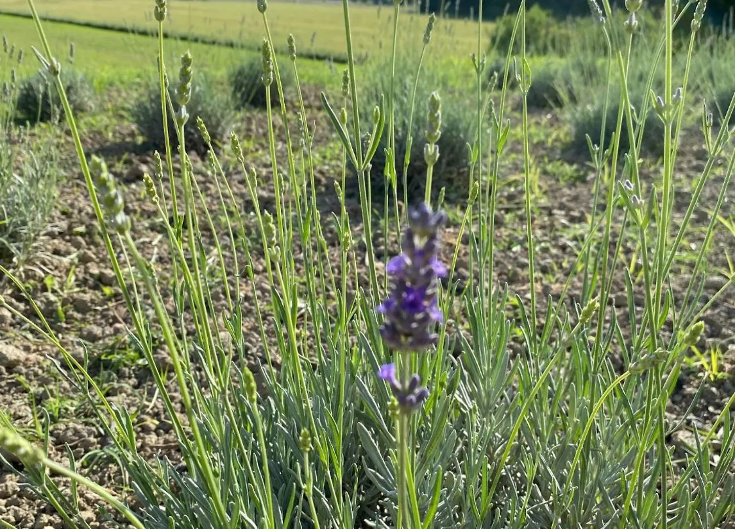 Casa Vacanze Podere San Giusto Volterra